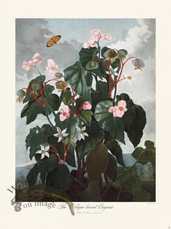 16 The oblique-leaved Beginia